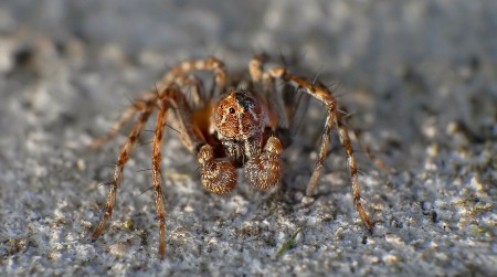 Oxyopes ramosus male